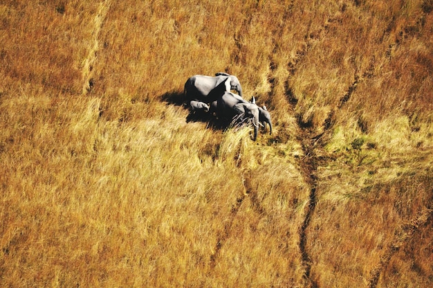 An aerial view of farmland with crops being harvested. Combine harvesters are visible, but there are fewer workers than usual. The image conveys the labor shortages in the agricultural sector due to changes in asylum laws.