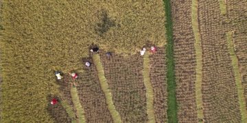 Border Security Impact on Seasonal Farm Workers in 2025: US Labor Market - Cover Image