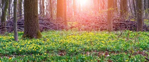 A ground-level shot of wildflowers blooming in the Great Smoky Mountains National Park during the spring, with a blurred background of trees and foliage.