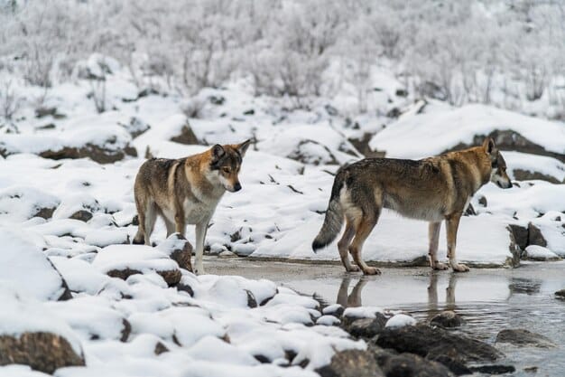 A close-up shot of a pack of gray wolves running through a snowy field in Yellowstone National Park.