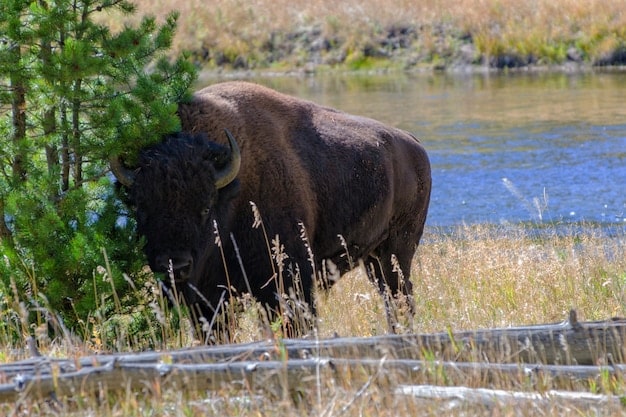 A close-up shot of a bison grazing in a field, with the blurred background of a geyser erupting in Yellowstone National Park.