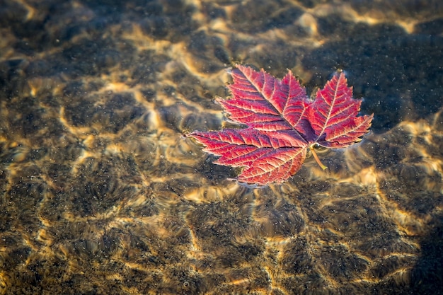 A close-up shot of vibrant red maple leaves in Acadia National Park, with the rugged coastline and Atlantic Ocean blurred in the background, highlighting the contrast between the foliage and the sea.