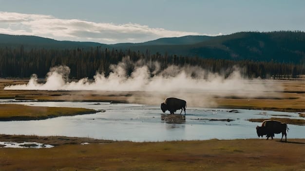 Wildlife Watching in the US: Ethical Encounters & Conservation Guide