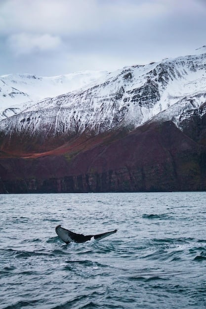A photograph of a pod of orcas breaching in the waters off the coast of Alaska, with snow-capped mountains in the background.