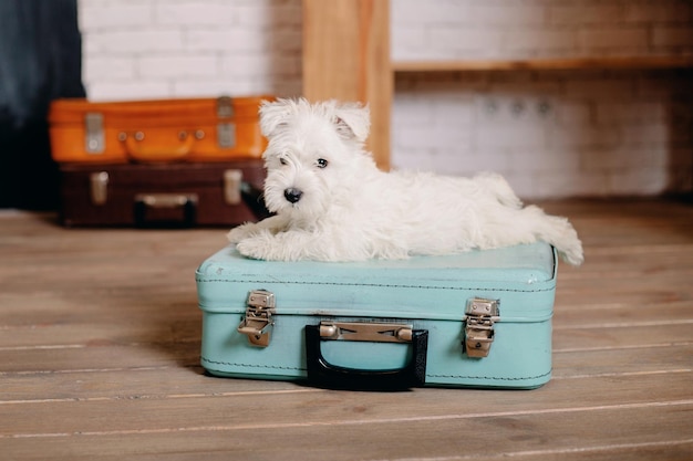 A small, fluffy white dog sitting contentedly in a pet carrier in the overhead compartment of an airplane, with a smiling flight attendant looking on approvingly. The scene conveys comfort and acceptance of pets on flights.
