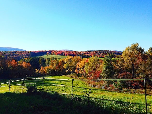 Agritourism in the US: Your 2025 Guide to Farm Experiences