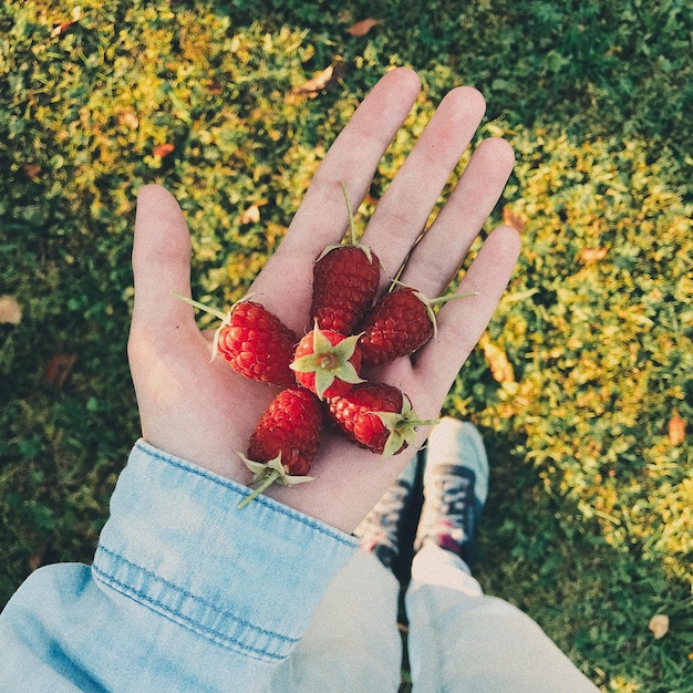 A close-up of hands picking ripe strawberries in a field, with rows of strawberry plants stretching into the background. The image focuses on the act of harvesting and the connection to nature.