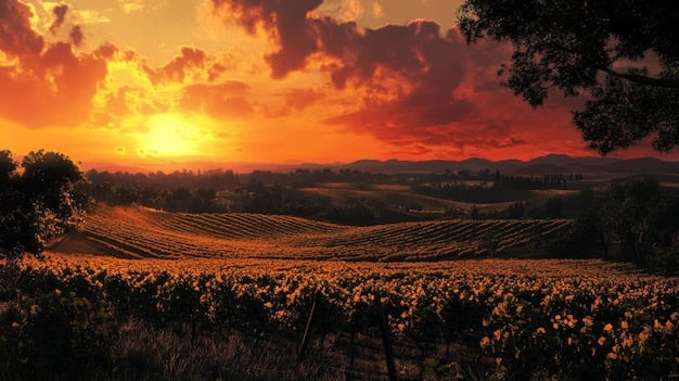 A picturesque vineyard in Napa Valley, California, with rows of grapevines stretching across rolling hills. The sun is setting, casting a golden glow over the landscape.