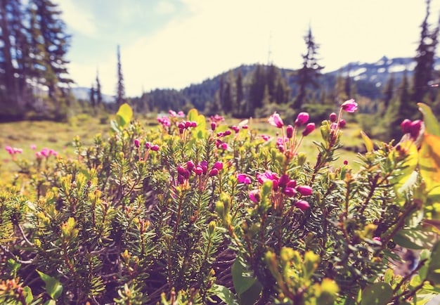 A detailed shot of a field of wildflowers in Yellowstone National Park, focusing on the vibrant colors and textures of the flowers. The background includes blurred mountains in the distance.